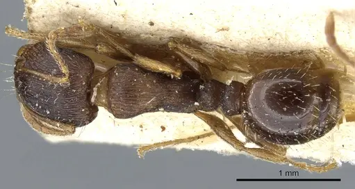 Tetramorium ferox specimen CASENT0904808 image casent0904808_1