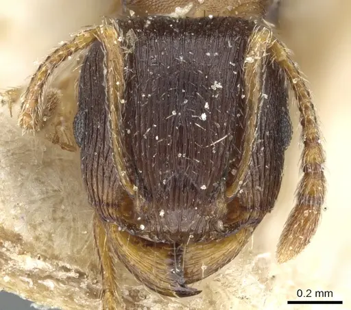 Tetramorium ferox specimen CASENT0904808 image casent0904808_2