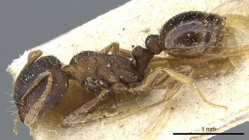Tetramorium ferox specimen CASENT0904808 image casent0904808_3