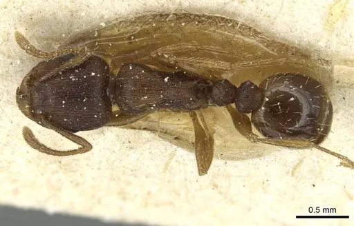 Tetramorium ferox specimen CASENT0915011 image casent0915011_1