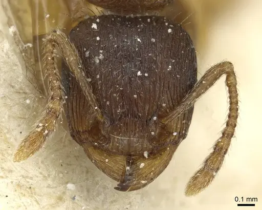 Tetramorium ferox specimen CASENT0915011 image casent0915011_2
