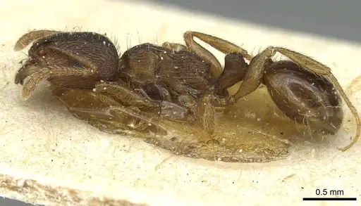 Tetramorium ferox specimen CASENT0915011 image casent0915011_3