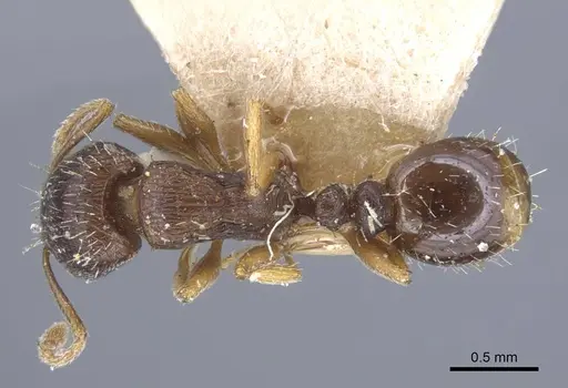 Tetramorium ferox specimen CASENT0917083 image casent0917083_1