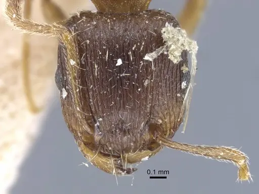 Tetramorium ferox specimen CASENT0917083 image casent0917083_2
