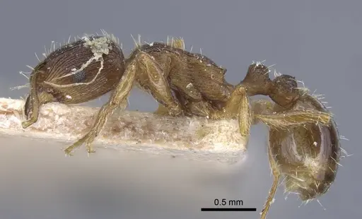 Tetramorium ferox specimen CASENT0917083 image casent0917083_3