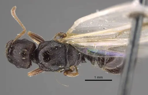 Tetramorium ferox specimen CASENT0917415 image casent0917415_1