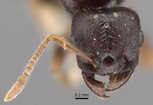 Tetramorium ferox specimen CASENT0917415 image casent0917415_2