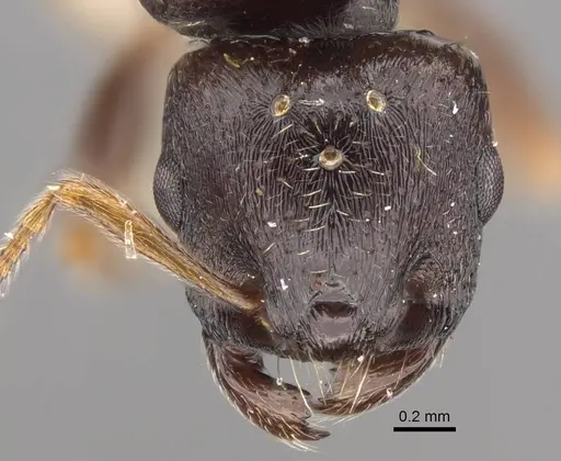 Tetramorium ferox specimen CASENT0917415 image casent0917415_3