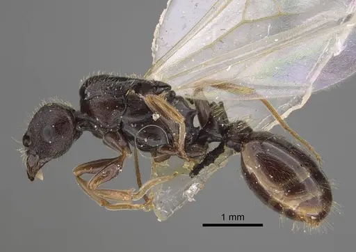 Tetramorium ferox specimen CASENT0917415 image casent0917415_4