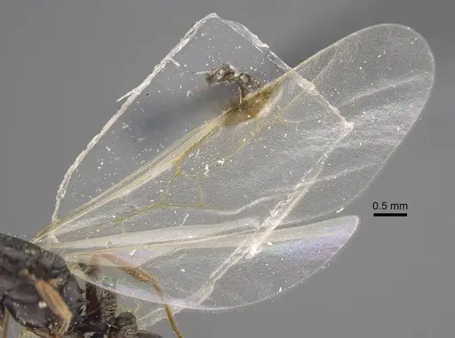 Tetramorium ferox specimen CASENT0917415 image casent0917415_5