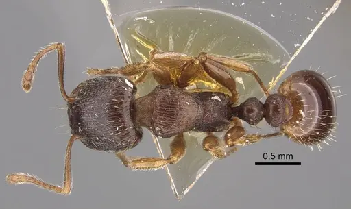Tetramorium ferox specimen CASENT0917416 image casent0917416_1