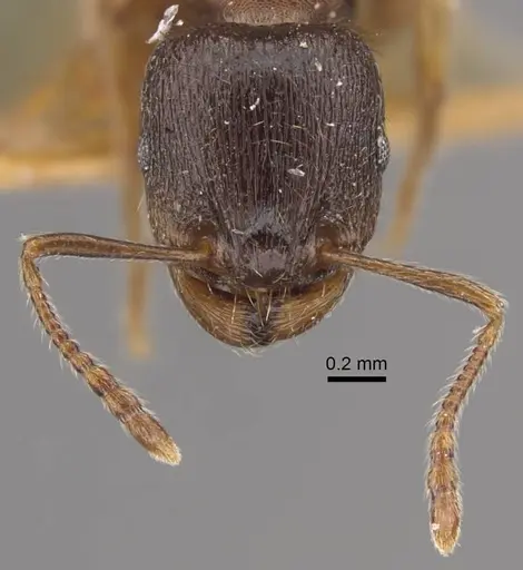 Tetramorium ferox specimen CASENT0917416 image casent0917416_2