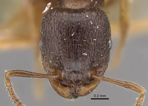 Tetramorium ferox specimen CASENT0917416 image casent0917416_3