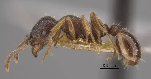 Tetramorium ferox specimen CASENT0917416 image casent0917416_4