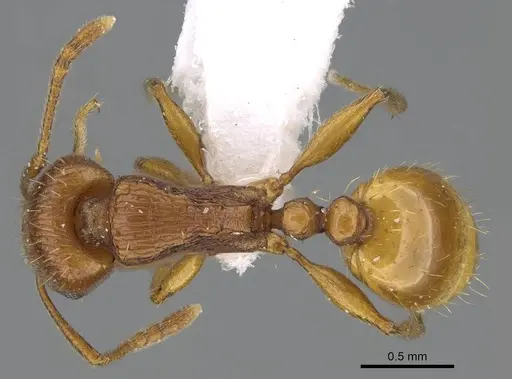 Tetramorium ferox specimen CASENT0922291 image casent0922291_1