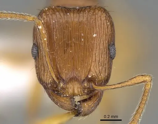 Tetramorium ferox specimen CASENT0922291 image casent0922291_2