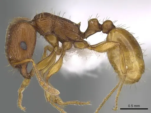 Tetramorium ferox specimen CASENT0922291 image casent0922291_3