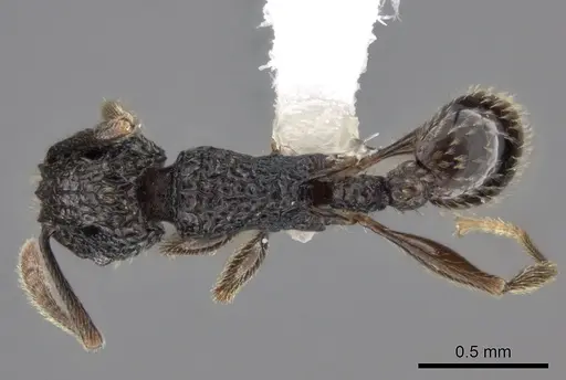 Tetramorium flabellum specimen CASENT0426048 image casent0426048_1