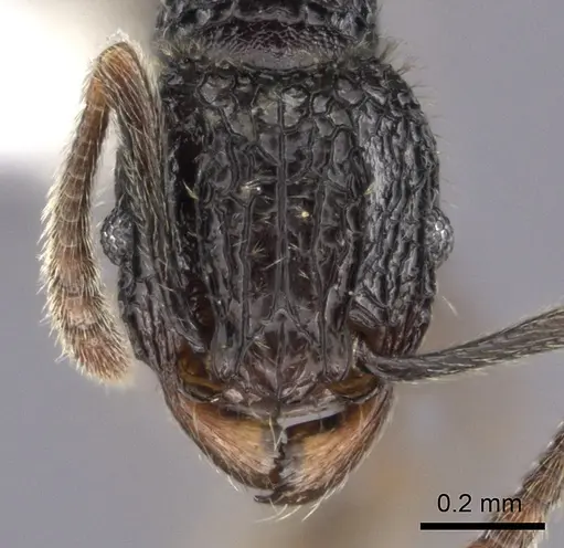 Tetramorium flabellum specimen CASENT0426048 image casent0426048_2