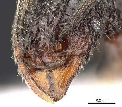 Tetramorium flabellum specimen CASENT0426048 image casent0426048_3