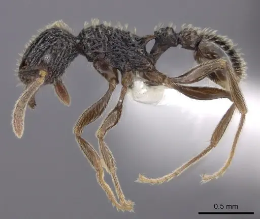 Tetramorium flabellum specimen CASENT0426048 image casent0426048_4