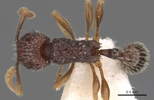 Tetramorium flabellum specimen CASENT0901201 image casent0901201_1