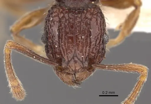 Tetramorium flabellum specimen CASENT0901201 image casent0901201_2