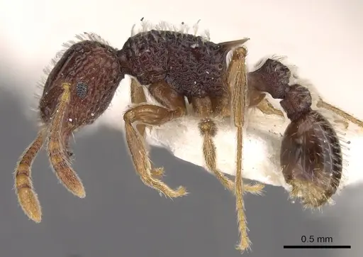 Tetramorium flabellum specimen CASENT0901201 image casent0901201_3