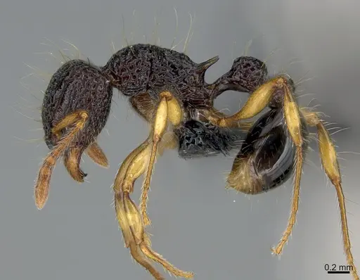 Tetramorium flagellatum specimen CASENT0201271 image casent0201271_1