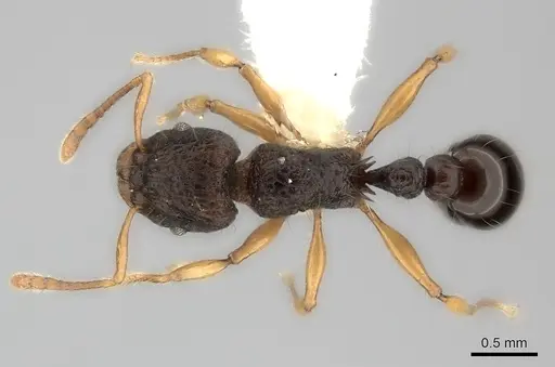 Tetramorium flagellatum specimen CASENT0217967 image casent0217967_1