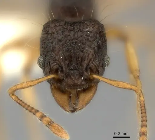 Tetramorium flagellatum specimen CASENT0217967 image casent0217967_2