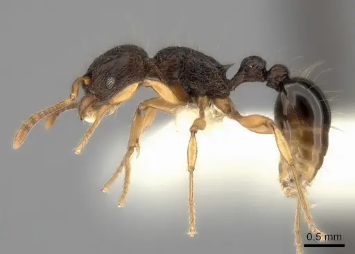 Tetramorium flagellatum specimen CASENT0217967 image casent0217967_3