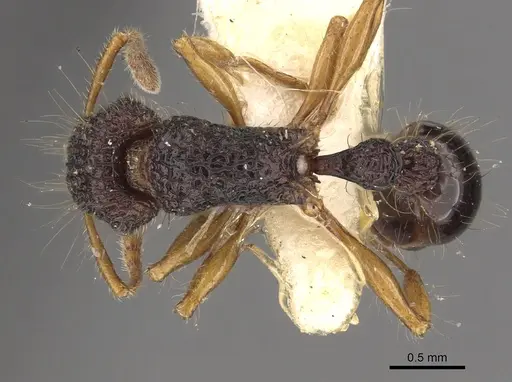 Tetramorium flagellatum specimen CASENT0901097 image casent0901097_1