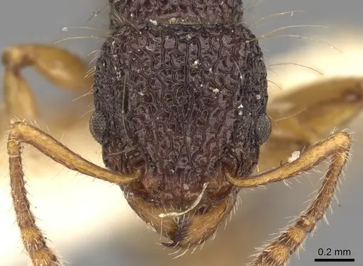 Tetramorium flagellatum specimen CASENT0901097 image casent0901097_2