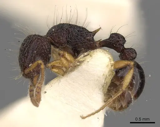 Tetramorium flagellatum specimen CASENT0901097 image casent0901097_3