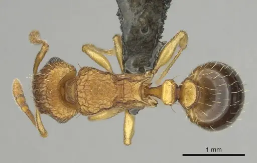 Tetramorium flaviceps specimen CASENT0257002 image casent0257002_1