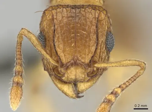 Tetramorium flaviceps specimen CASENT0257002 image casent0257002_2