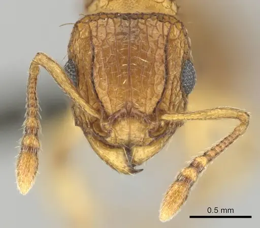 Tetramorium flaviceps specimen CASENT0257002 image casent0257002_3