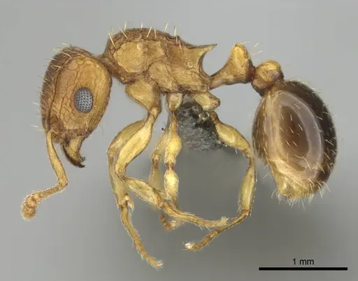 Tetramorium flaviceps specimen CASENT0257002 image casent0257002_4