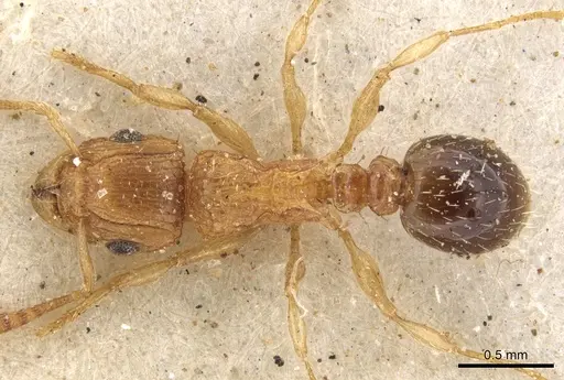 Tetramorium flaviceps specimen CASENT0901128 image casent0901128_1