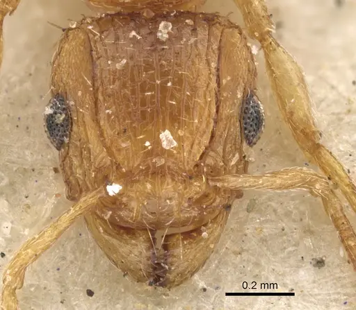 Tetramorium flaviceps specimen CASENT0901128 image casent0901128_2