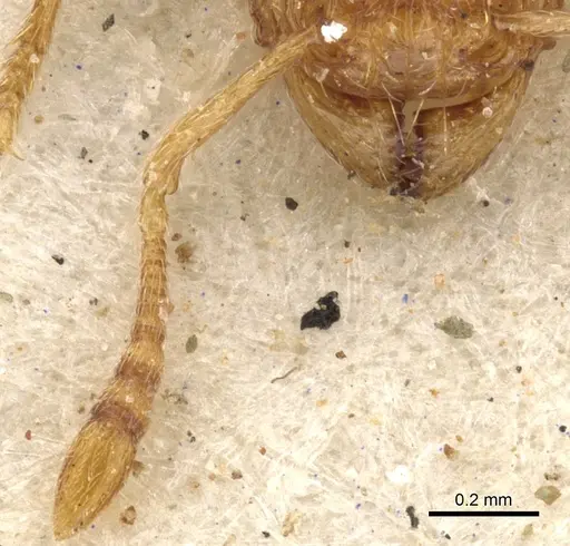 Tetramorium flaviceps specimen CASENT0901128 image casent0901128_3