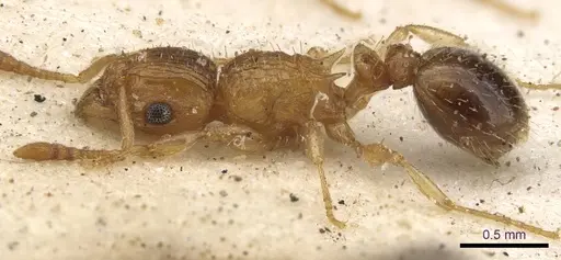 Tetramorium flaviceps specimen CASENT0901128 image casent0901128_4