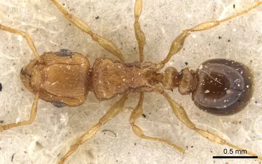 Tetramorium flaviceps specimen CASENT0901129 image casent0901129_1