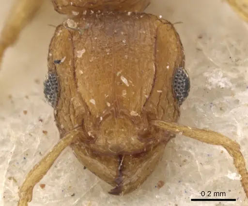 Tetramorium flaviceps specimen CASENT0901129 image casent0901129_2