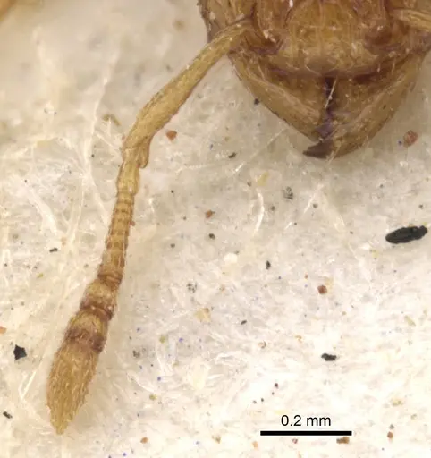 Tetramorium flaviceps specimen CASENT0901129 image casent0901129_3