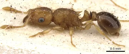 Tetramorium flaviceps specimen CASENT0901129 image casent0901129_4