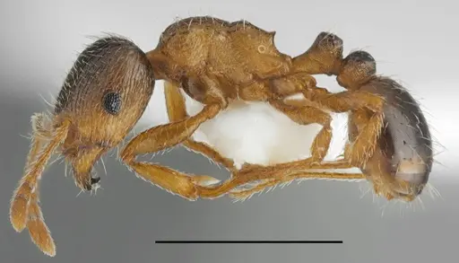 Tetramorium flavidulum specimen CASENT0763868 image casent0763868_1