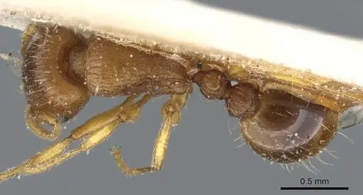 Tetramorium flavidulum specimen CASENT0904803 image casent0904803_1