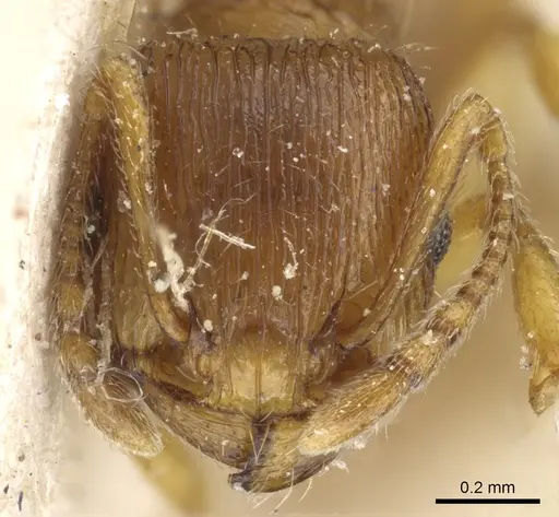 Tetramorium flavidulum specimen CASENT0904803 image casent0904803_2